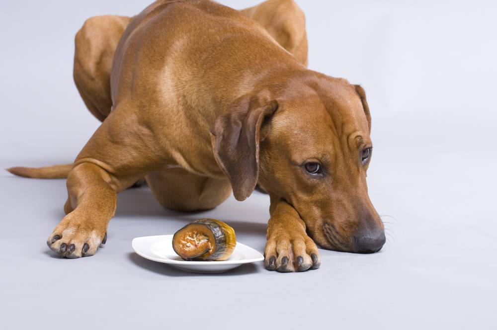 Comida adecuada para perros