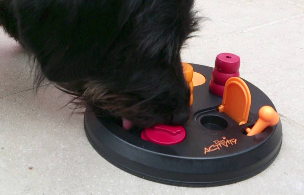Sasha con juego de pensar