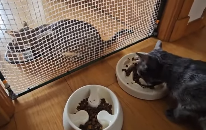 Los gatos comiendo juntos con barrera de separación