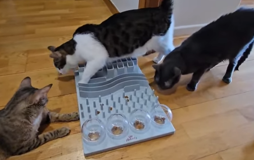 Los tres gatos jugando juntos con enriquecimiento ambiental