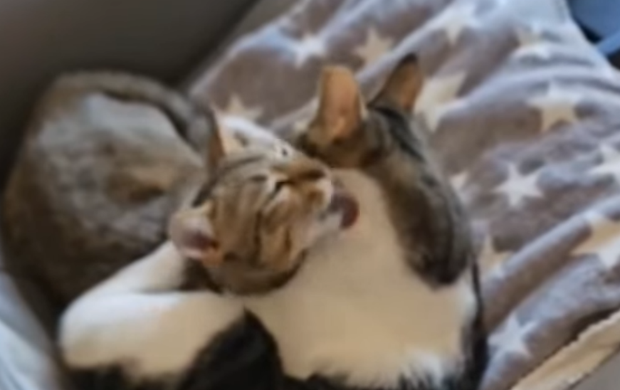 Los tres gatos durmiendo juntos