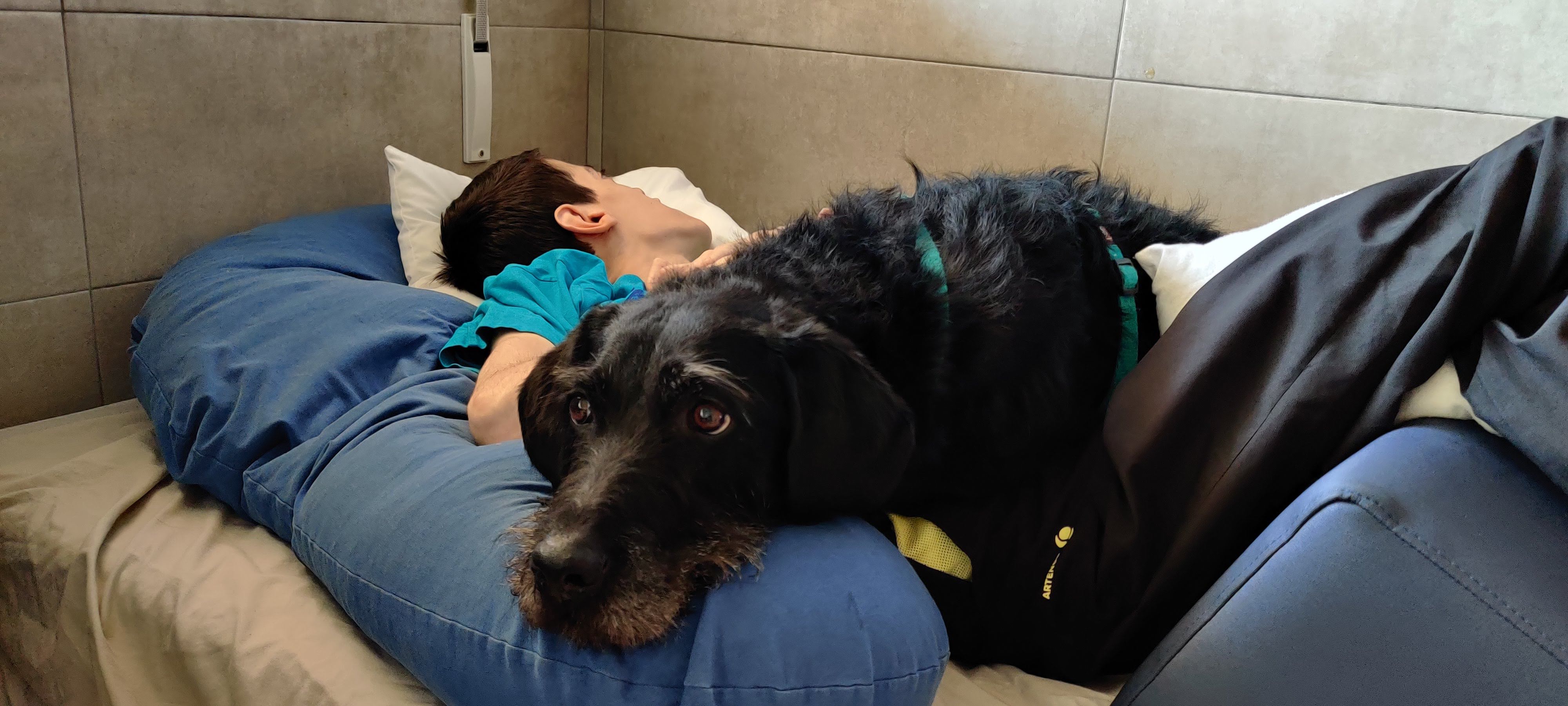 Sasha trabajando en una sesión de Intervención Asistida con Animales