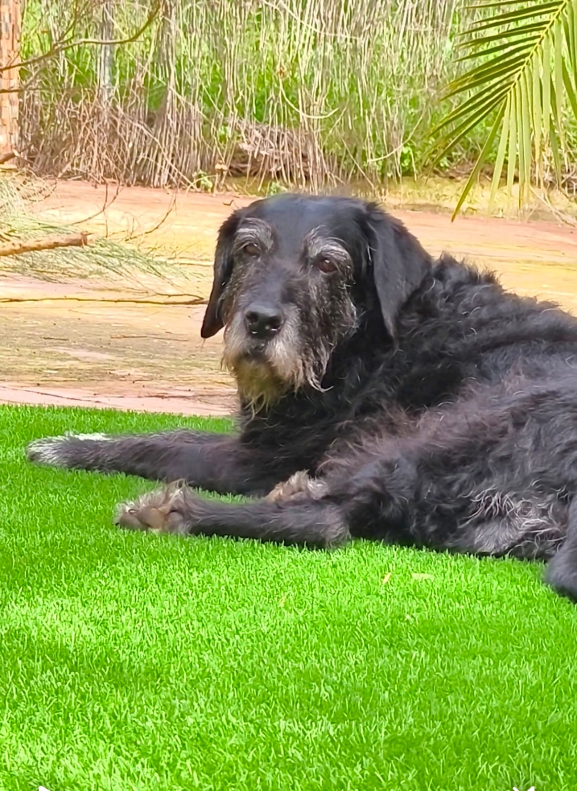 Sasha jubilada, descansando tranquila en el jardín
