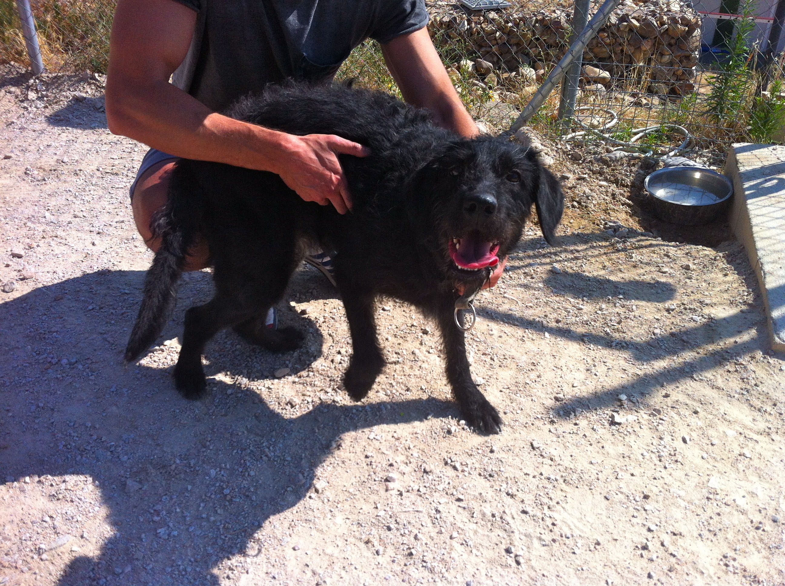 Sasha en la protectora, antes de ser adoptada