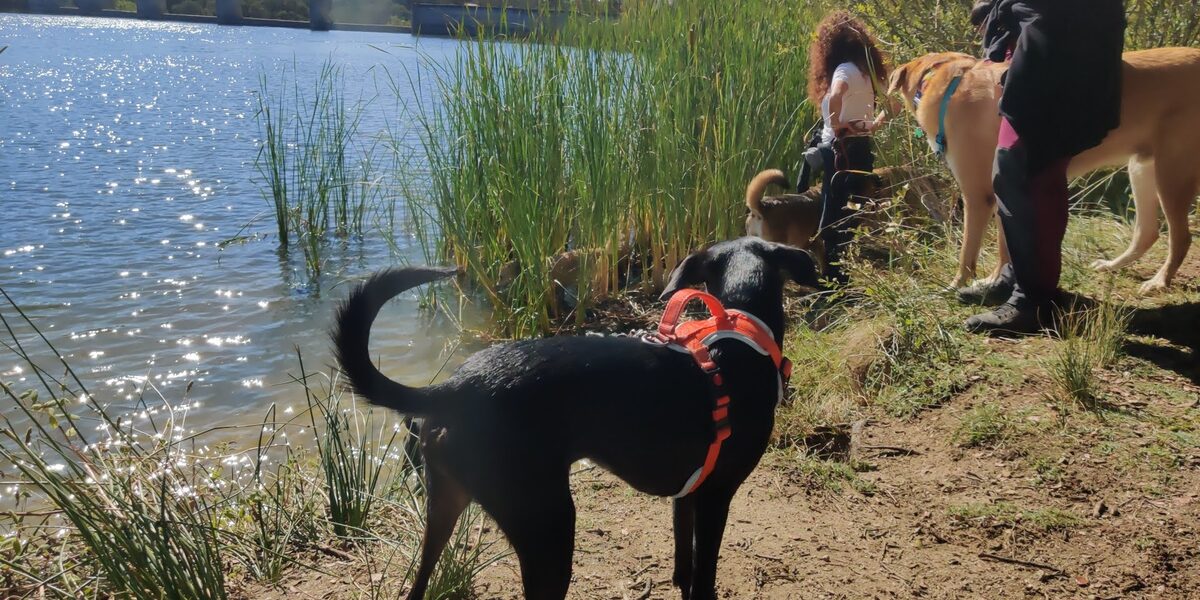 Perro con arnés olfateando durante un paseo