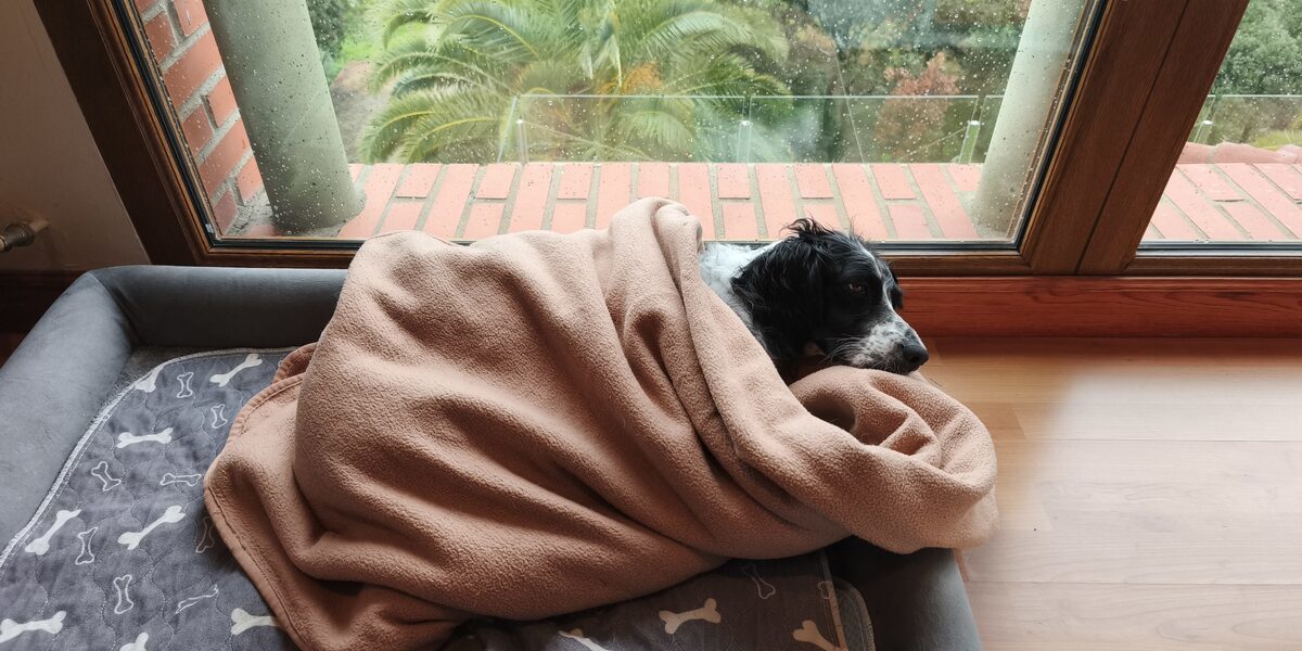 Perra descansando tranquila junto a la ventana de casa