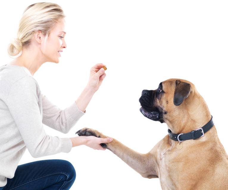 ¿Por qué quieres adiestrar a tu perro?