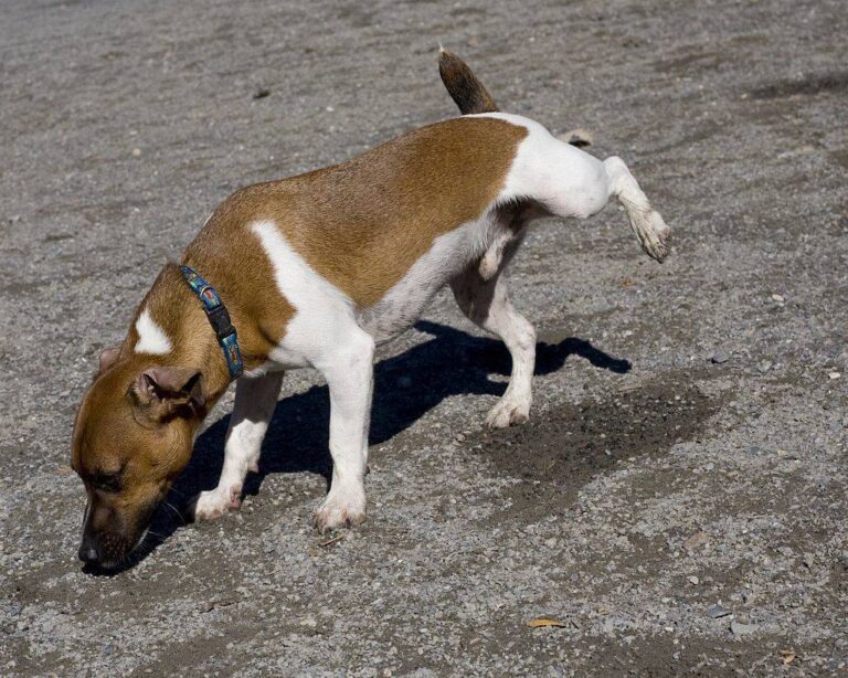 Perro Marcando Con La Orina