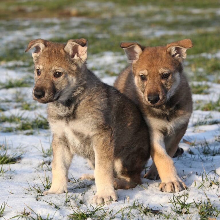 Cachorros En La Nieve