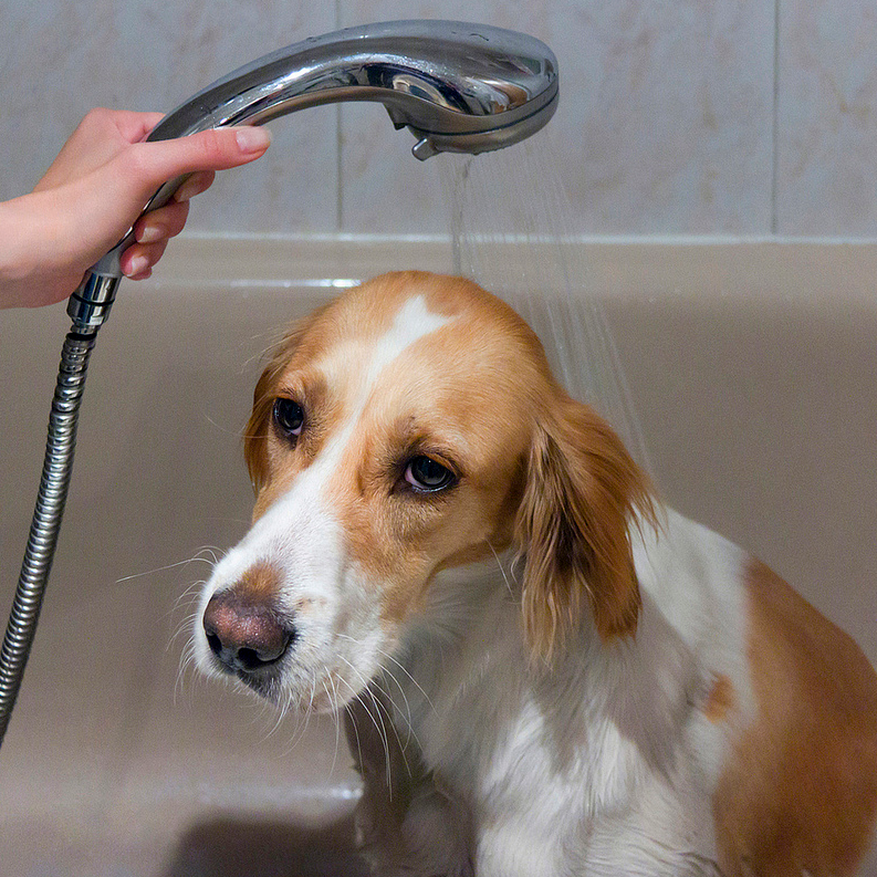 ¿Cuándo tengo que bañar a mi perro?