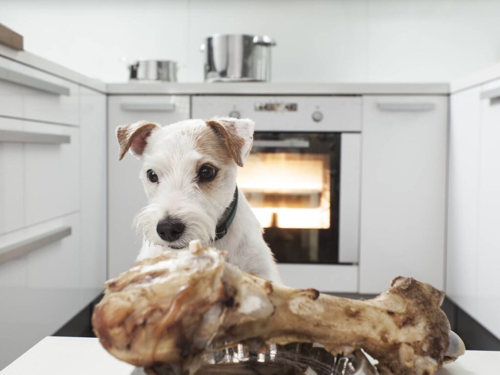 Terrier a punto de darse un festín