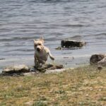 Alice después de un chapuzón