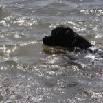 Hubo mucho tiempo para nadar y refrescarse