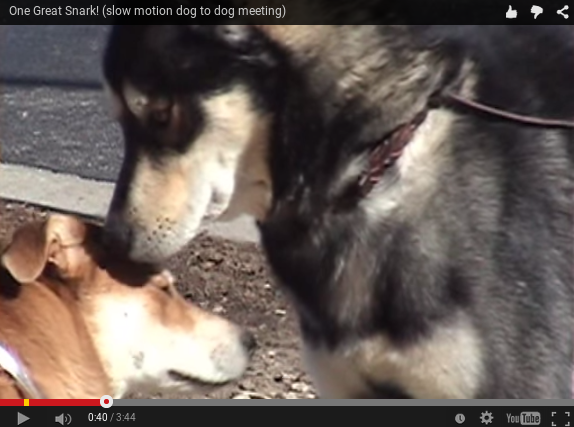 Encuentro cara a cara de dos perros – slow motion