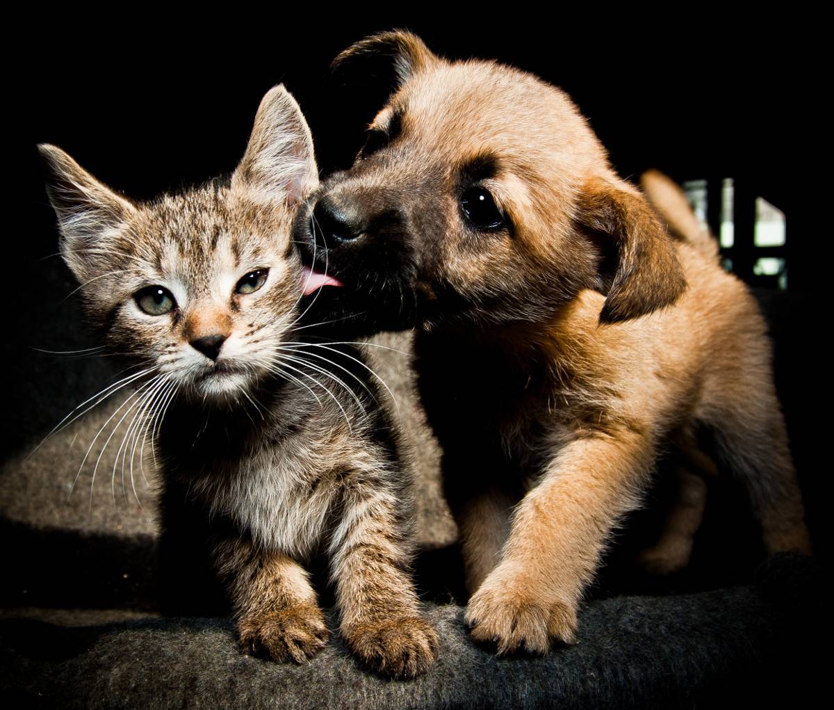 5 consejos para meter a un gato en una casa con perros