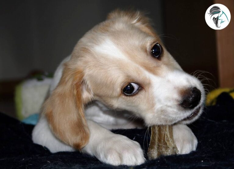 Neska Cachorrita