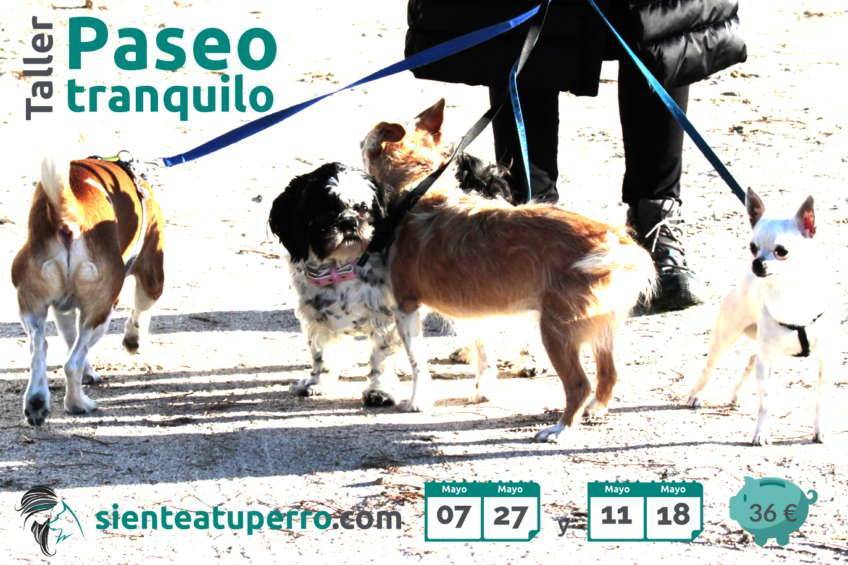 Taller Paseo tranquilo