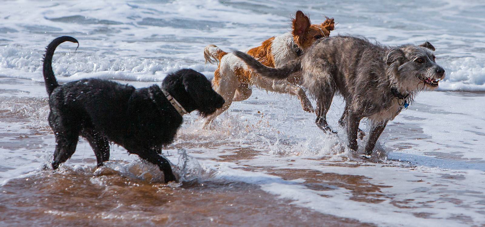 PASIÓN POR LOS ANIMALES, VOCACIÓN POR EL ENTRENAMIENTO Y EL BIENESTAR ANIMAL