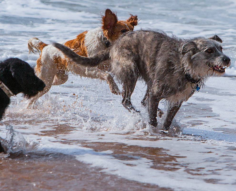 PASIÓN POR LOS ANIMALES, VOCACIÓN POR EL ENTRENAMIENTO Y EL BIENESTAR ANIMAL