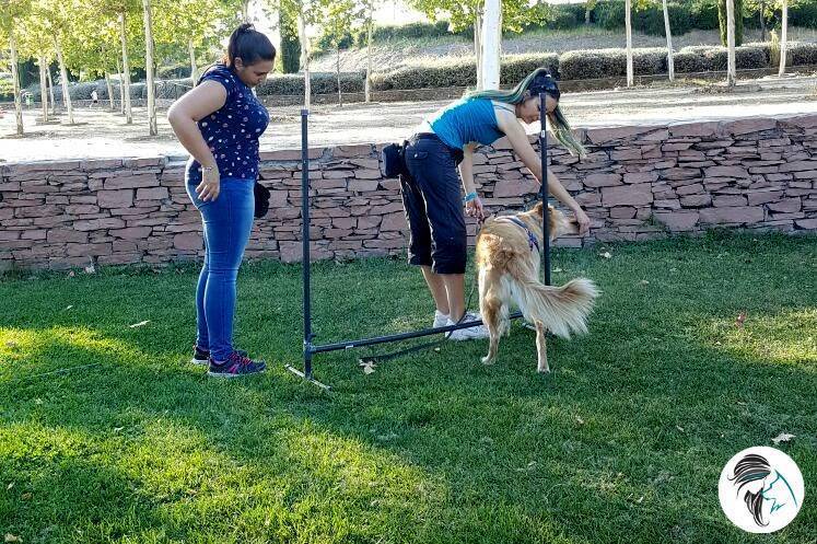 Taller de propiocepción canina - sept2017 - Alcorcón, Madrid