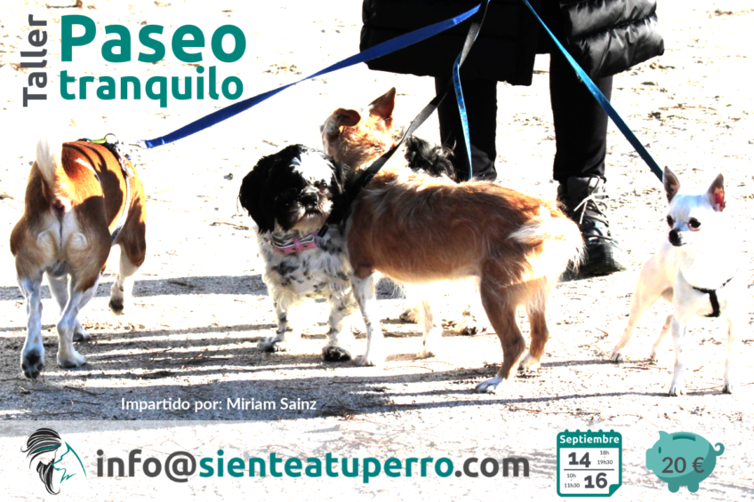 Paseo tranquilo taller de formación canina