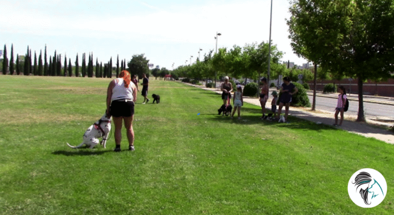 Clase De Perros