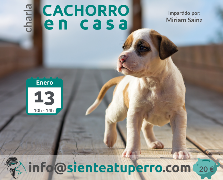 Cachorro en casa charla