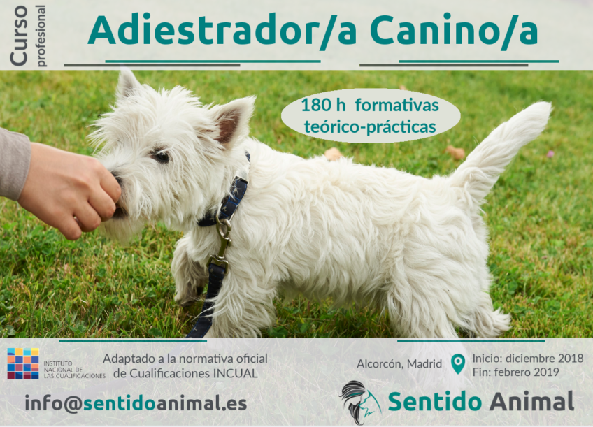 Curso profesional de adiestramiento canino