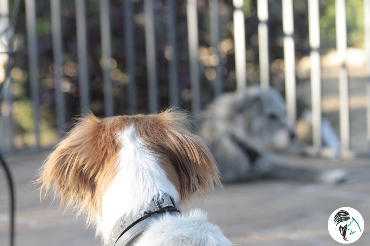Ayudando a los perros que nos ayudan a cambiar comportamientos caninos