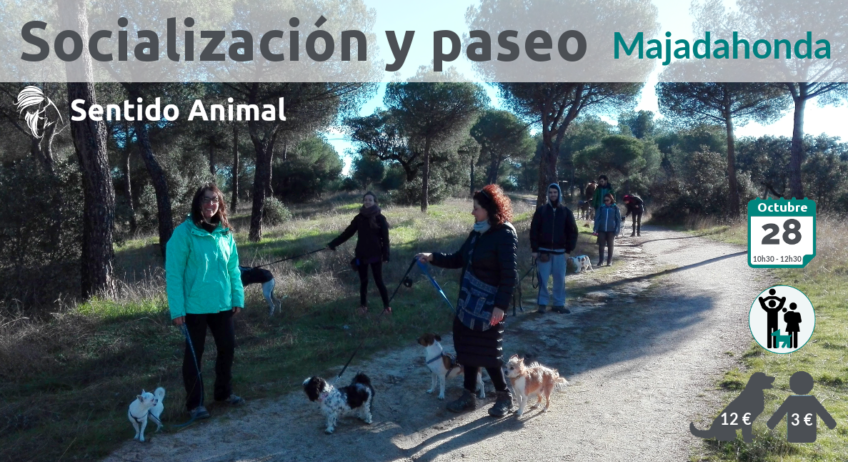 Socialización canina y paseo con perros en Majadahonda