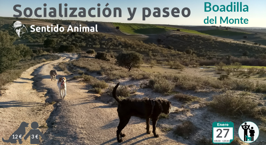 Socialización canina y paseo con perros