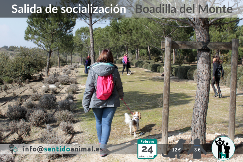 Socialización y paseos caninos