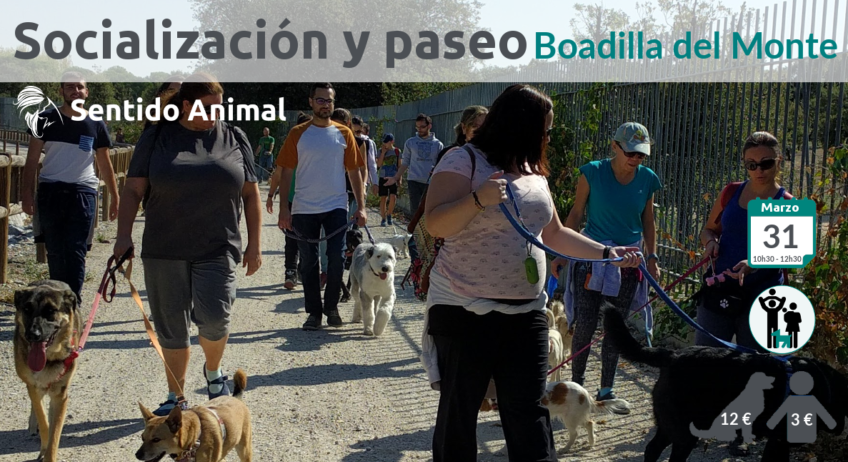Socialización canina y paseo en Boadilla del Monte