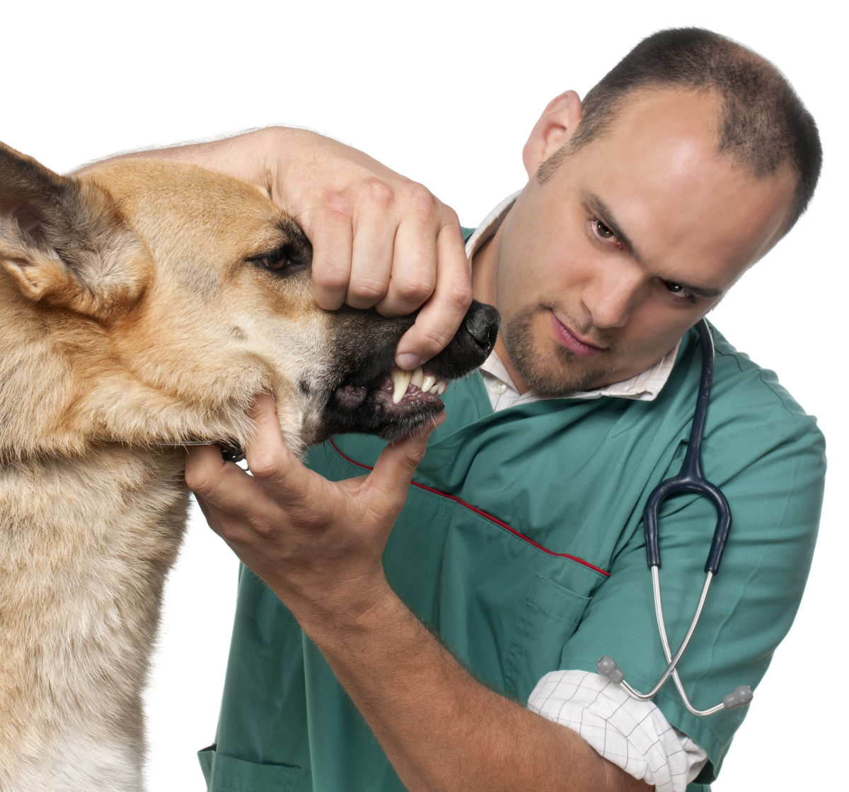 Encontrar la clínica veterinaria ideal
