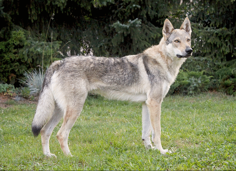 Perro Lobo Checoslovaco2