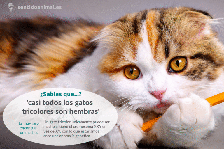 Tricolores Hembras