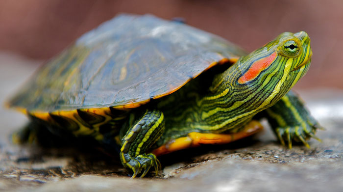 Especies invasoras: la tortuga de Florida
