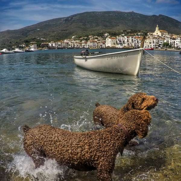 Perros de agua español junto a una barca