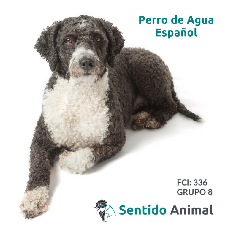 Perro De Aguas Español