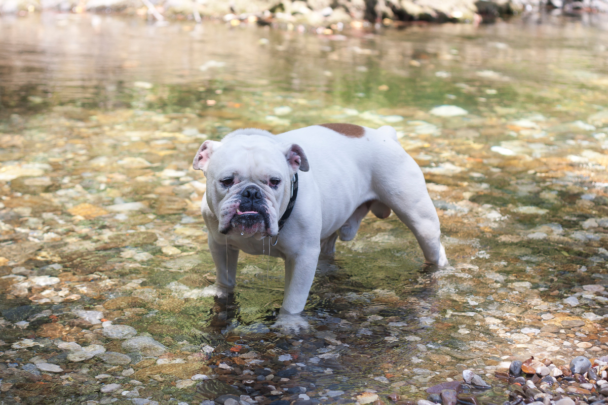 Bulldog Inglés en el agua