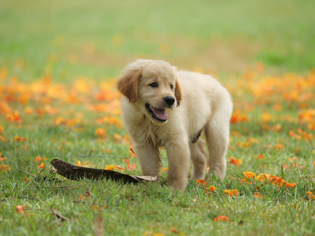 Cachorro de golden retriever en el parque