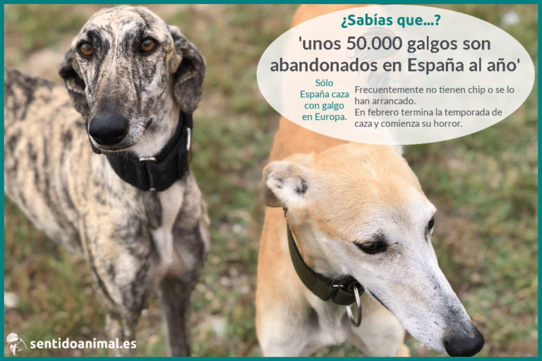 9Galgos