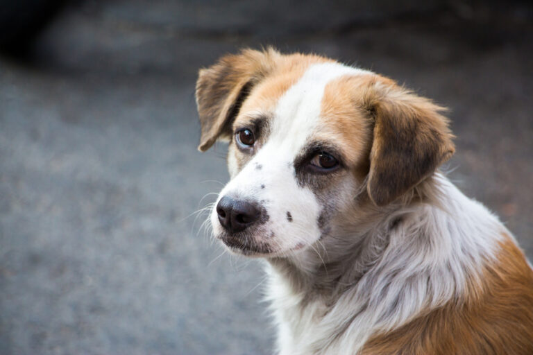 Perro Callejero De Mirada Triste