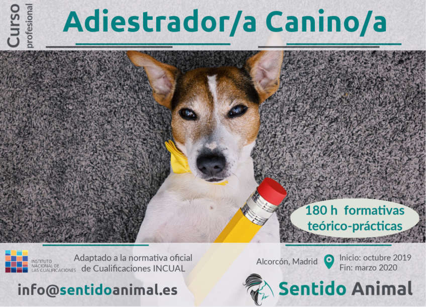 Curso profesional de Adiestrador Canino