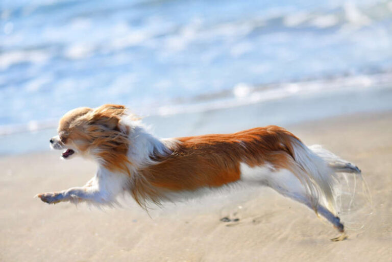 Running Brown Chihuahua On The Beach In Autumn