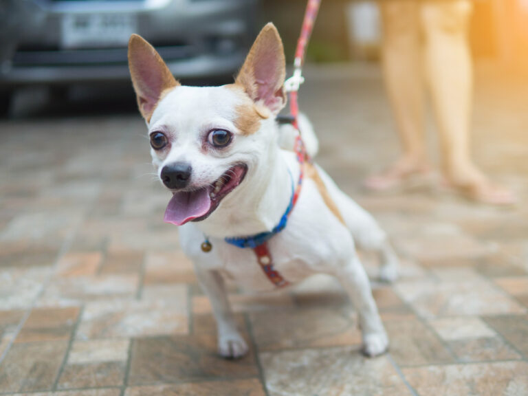 Chihuahua Tira De La Correa