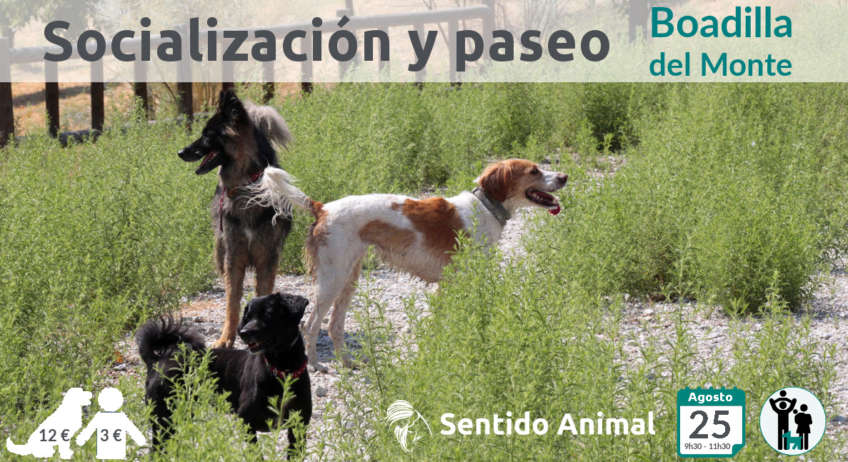 Socialización canina Boadilla-Vía