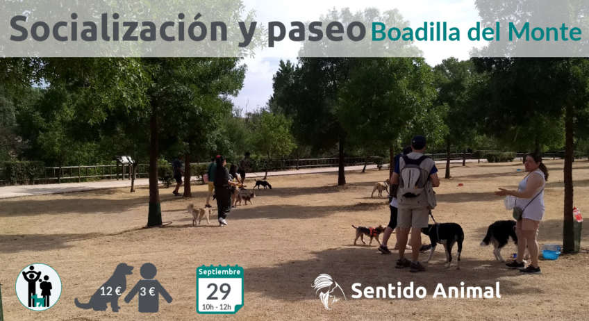 Socialización canina Boadilla del Monte