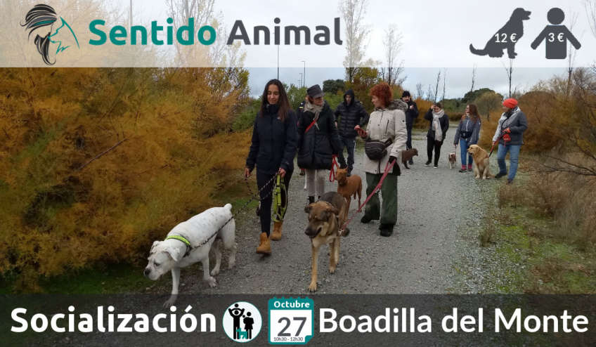 Socialización canina en Boadilla del Monte