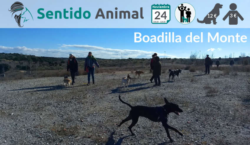 Socialización canina - noviembre 2019